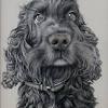 Cocker spaniel cute sleeping dog print ready mounted lucy dawson. 1