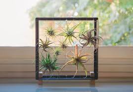 Our favorite funky air plants. 51 Most Amazing Air Plant Display Ideas Balcony Garden Web