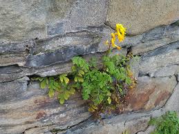 Image result for Corydalis mildbraedii