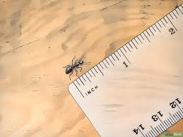 3 Easy Ways To Identify Carpenter Ants Wikihow In 2020 Carpenter Ant Ants Carpenter