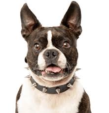 Boston terrier breeders who care about their puppies will sell them with full disclosure health guarantees. Boston Terrier Puppies For Sale Adoptapet Com