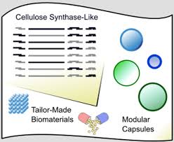 Plant cell vs bacterial cell the plant and bacteria being eukaryote and prokaryote respectively attribute to the difference between plant cell and bacter. Modular Biosynthesis Of Plant Hemicellulose And Its Impact On Yeast Cells Springerlink