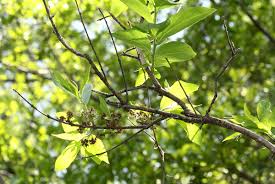 Image result for Combretum kraussii