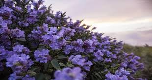 Check spelling or type a new query. Neelakurinji Flowers That Bloom Once Every 12 Years Blossom In Karnataka Dh Latest News Dh News Entertainment Dh Karnataka Latest News India News Beauty News Entertainment Mobile Apps Karnataka Neelakurinji