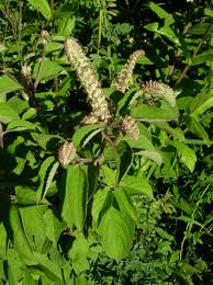 Tchayo Ou Basilic Africain Culture Nutrition Proprietes Medicinales Et Recette Ayandjole