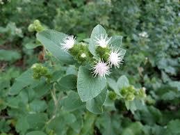 Image result for Hypericophyllum elatum