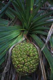 Image result for Pandanaceae