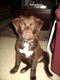 Here is a list of most popular australian shepherd mix breeds. Chocolate Lab Australian Shepherd Mix Puppies Online