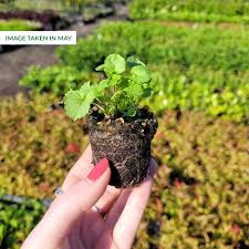 Image result for Ctenitis cirrhosa