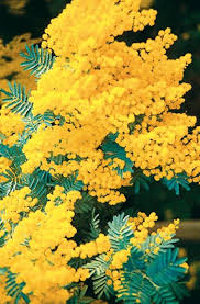 Que Faire Dans Son Jardin En Fevrier Planter Des Fleurs Jardins Et Beaux Jardins