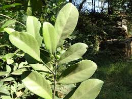 Image result for Suregada procera