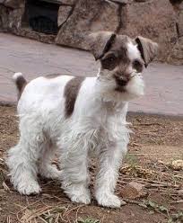 Black And White Parti Mini Schnauzer Pin By Audrey Lyter On Mermaids Pinterest Schnauzer Puppy Miniature Schnauzer Puppies Mini Schnauzer Puppies