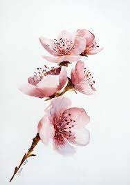 Check spelling or type a new query. How To Paint Cherry Blossom In Watercolor Step By Step Guide To Aquarelle Flowers Yana Cherry Blossom Watercolor Cherry Blossom Art Cherry Blossom Painting