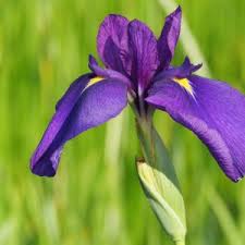 Image result for Eulophia ensata