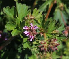 Image result for Pelargonium grossularioides