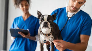 All pets veterinary clinic london. Pet Care