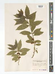 Image result for Combretum erythrophyllum