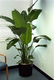 Bird Of Paradise Plant For Sale Home Depot Bird Of Paradise Large Jardines Plantas Macetero