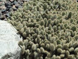 Its tubes form dense green and orange clusters, with light as it grows, the branches clump together vertically, forming the turrets of a fairy castle. each stem has five sides with short white spines. Op043 Opuntia Polyacantha X Cymochila Peter Pan Cold Hardy Cactus Rock Garden Plants Turf Grass