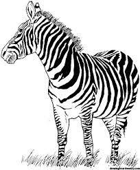 Cristen conger genetics determine the variety of stripes i. Zebra Coloring Page Zebra Coloring Pages Zebra Pictures Coloring Pages