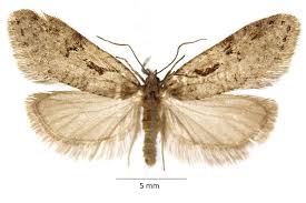 Image result for Telechrysis tripuncta