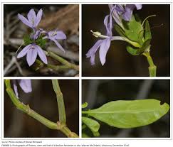 Image result for Triainolepis sancta