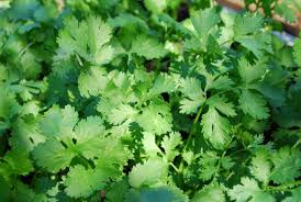 Growing Cilantro How To Grow Cilantro Planting Cilantro