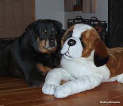 All guardian rottweiler puppies, youth and adults are fed exclusively a raw and fresh foods diet. Welcome To Mustang Rottweilers