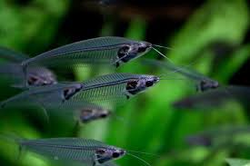 Glass Catfish Animaux Poisson