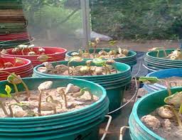 Image result for Excoecaria bussei