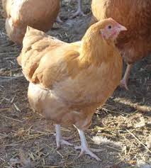 5 Steps To Starting A Backyard Flock Responsibly The Thrifty Homesteader Backyard Flocks Chickens Backyard Backyard