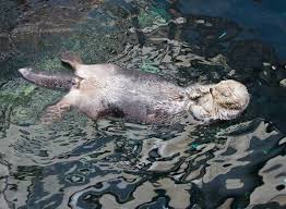 Image result for Enydra