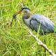 Clark Lake Park – Half Day bird walk with Barbara event image
