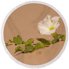 Image result for Ipomoea stolonifera