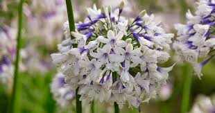 Image result for Agapanthus codii