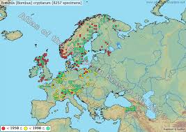 Image result for Bombus cryptarum