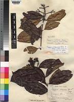 Image result for Syzygium owariense