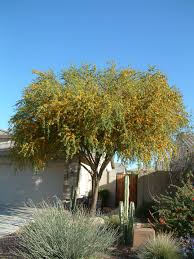 Image result for Acacia farnesiana