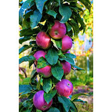 Check spelling or type a new query. Online Orchards Scarlet Sentinel Limbless Apple Tree Bare Root 3 Ft To 4 Ft Tall 2 Years Old Ftca003 The Home Depot Apple Tree Fruit Trees Honeycrisp Apple Tree