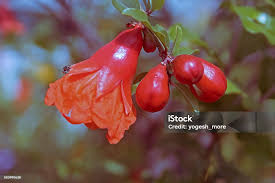 Image result for Punicaceae