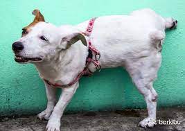 Mi Perro Orina Muy Amarillo Y No Quiere Comer Que Le Barkibu Es