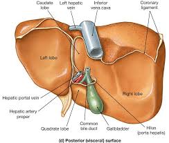 Digestive System Good Website Digestive System Human Body Systems Gastrointestinal System