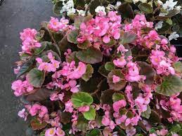 Begonia Semperflorens Gin A Glossy Bronze Leafed Compact Annual That Blooms Pink Flowers From Spring To Fall Hardy And Plant Catalogs Pink Flowers Begonia