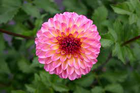 Dahlia Dahlia Flower Flower Meanings Dahlia
