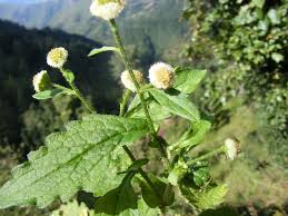 Image result for Dichrocephala