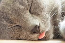 Cats sticking their tongue out is normally not of great concern, with a few exceptional cases. My Cat Sticks Out His Tongue Why