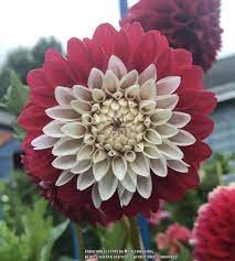Plant Database Entry For Dahlia Prairie Rose With 3 Images And 10 Data Details Plants Dahlia Plant Database
