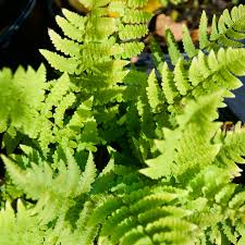 Image result for Dryopteris antarctica