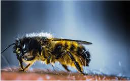 Get info on bugfree pest control in cypress, tx 77429. Bug Free Texas Professional Exterminating At An Affordable Price