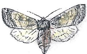 Image result for Trichopteryx elegantula